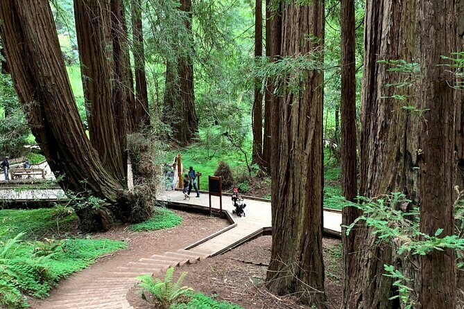 Muir Woods, Sausalito and Golden Gate Bridge - Who Would Love This Tour?