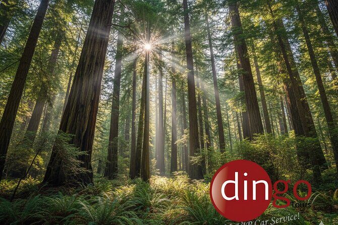 Muir Woods, Sausalito and Golden Gate Bridge - Final Thoughts