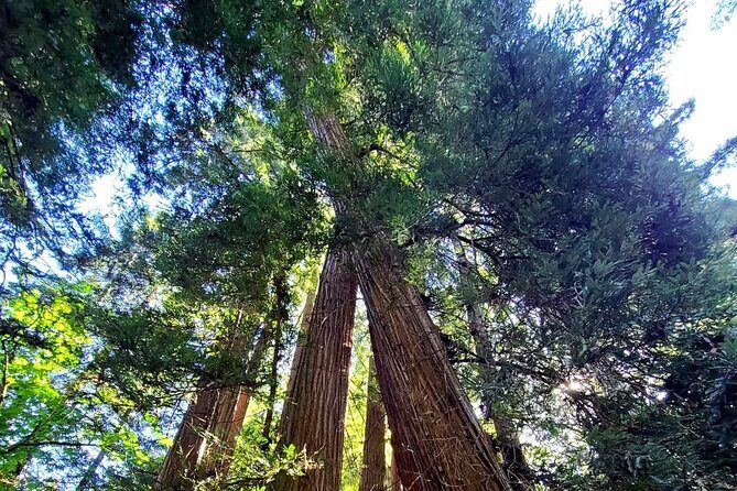Muir Woods Sausalito Entry & Ferry to Fishermans Wharf included - A Closer Look at the Itinerary