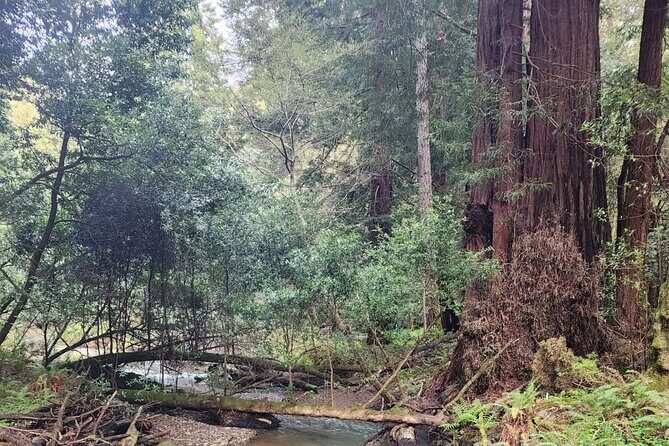 Muir Woods Sausalito Entry & Ferry to Fishermans Wharf included - Final Thoughts: Who Will Love This Tour?