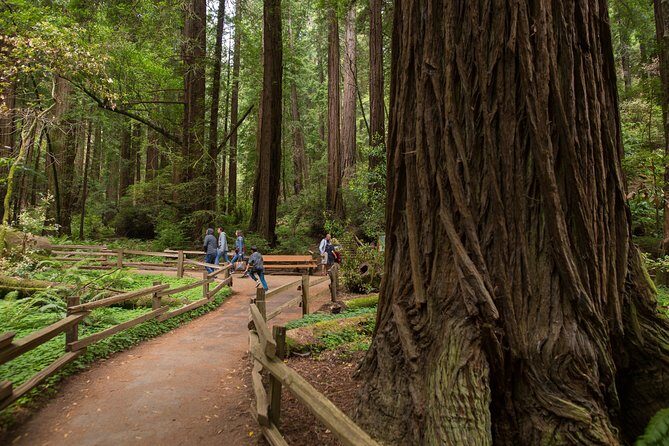 Muir Woods & Sausalito (Return by Bus or Ferry) - What to Expect: A Deep Dive into the Tour Experience