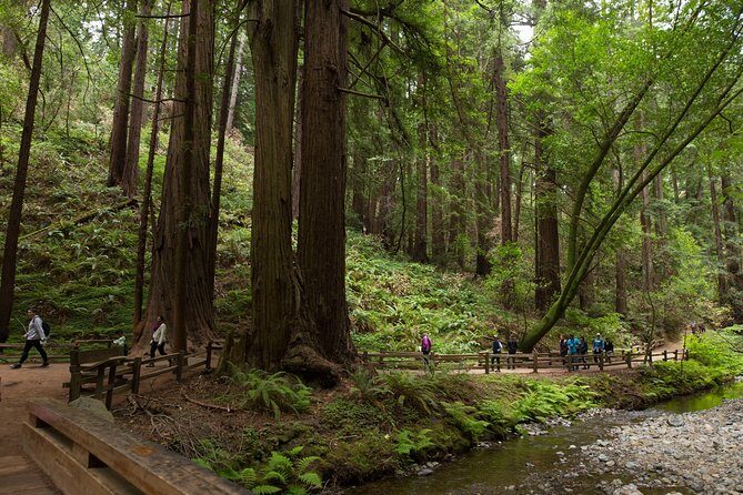 Muir Woods & Sausalito (Return by Bus or Ferry) - Real Experiences from Travelers