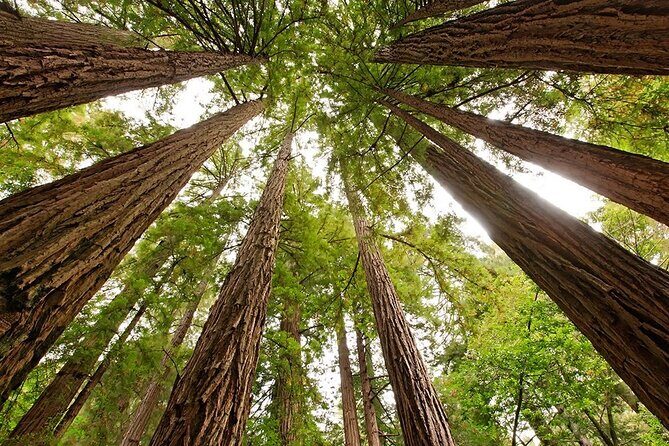 Muir Woods & Sausalito: Small Group Experience - FAQs