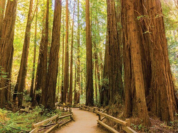 Muir Woods & Sausalito Tour - What the Reviews Say