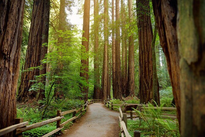 Muir Woods Self-Guided Driving and Walking Audio Tour - The Value of the Self-Guided Experience