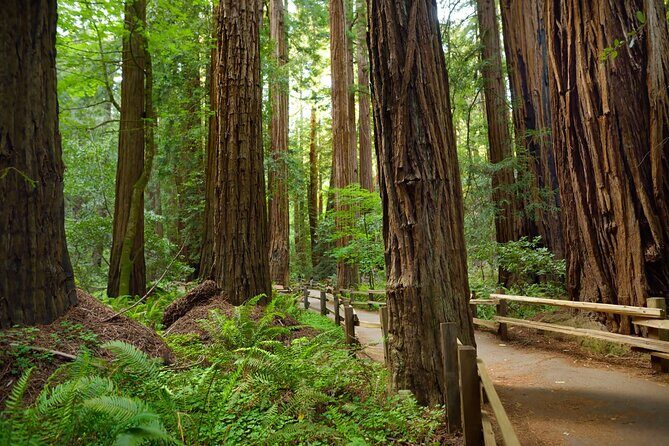 Muir Woods Self-Guided Driving and Walking Audio Tour - Who’s This Tour Best For?