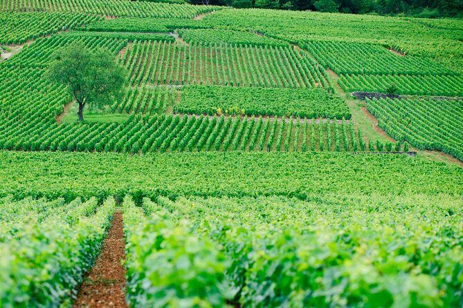 Multi Day Private Tour Prestige Burgundy with 12 Premiers & Grands Crus - FAQs