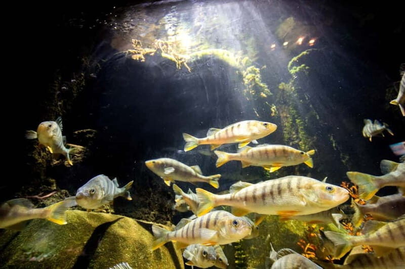 Munich: Day Ticket to Sea Life - Final Thoughts: Is It Worth It?