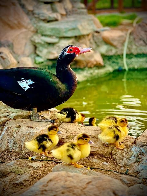 Murcia, Astronomy Night in Finca Astronomica - The Experience: What to Expect from Start to Finish