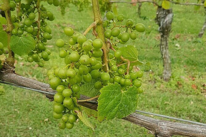 Muriwai Scenic Wine Tour from Auckland - Final Thoughts