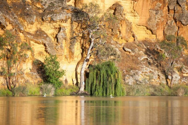 Murray River Highlights and Luncheon Cruise - What to Expect on the Murray River Highlights and Luncheon Cruise