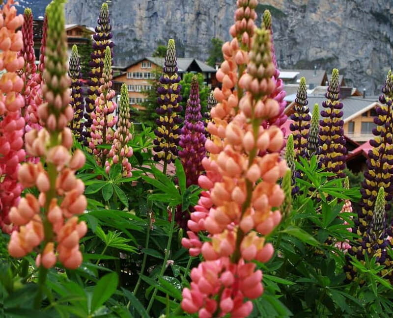 Murren - Private Guided Walking Tour - The Practical Side: What to Expect and Is It Worth It?