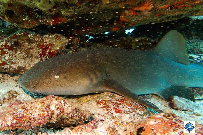 MUSA Museum and Colorful Reef 2 Tank Dive-Certified Divers - The Experience: A Balance of Art and Nature