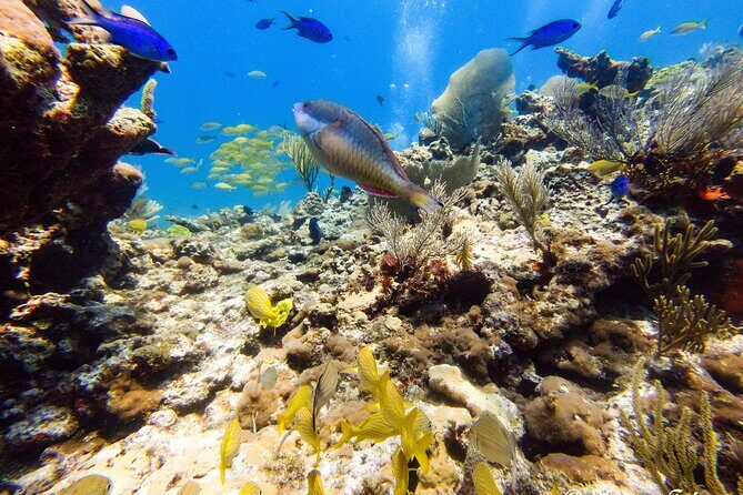 MUSA Museum and Colorful Reef 2 Tank Dive-Certified Divers - Price and Value