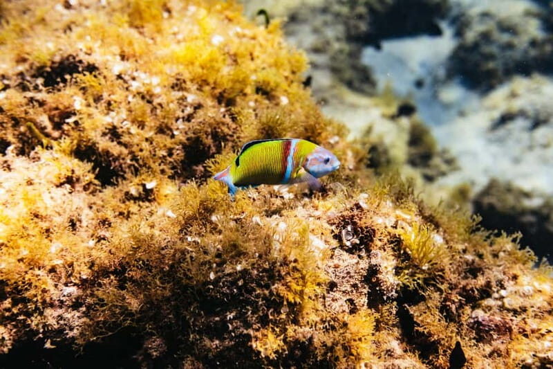 Museo Atlántico: Scuba Dive Lesson for Non-Certified Divers - Is It Worth the Price?