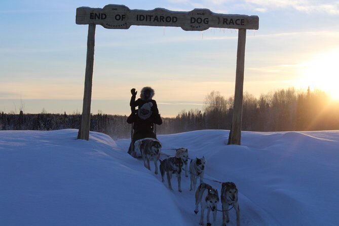 Mush Your Own Sled Dog Team (Winter Tour) in Talkeetna, Alaska - Why This Tour Is a Great Choice