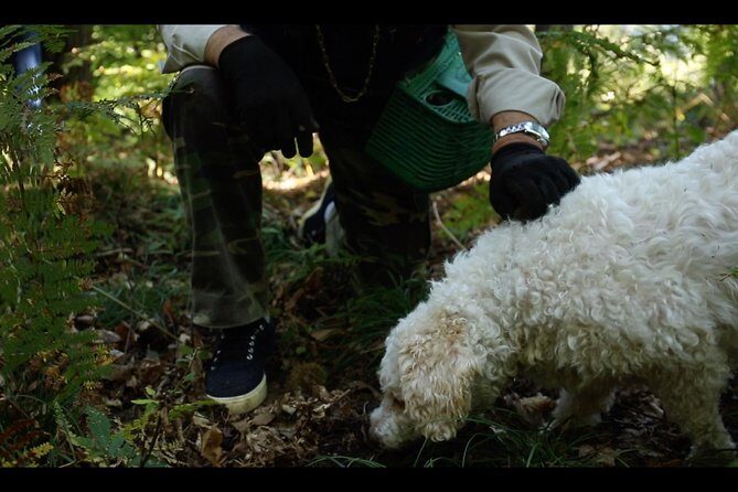 Mushroom or Truffle Hunting - Mushroom or Truffle Hunting in Lake Como: A Hands-On Foraging Adventure