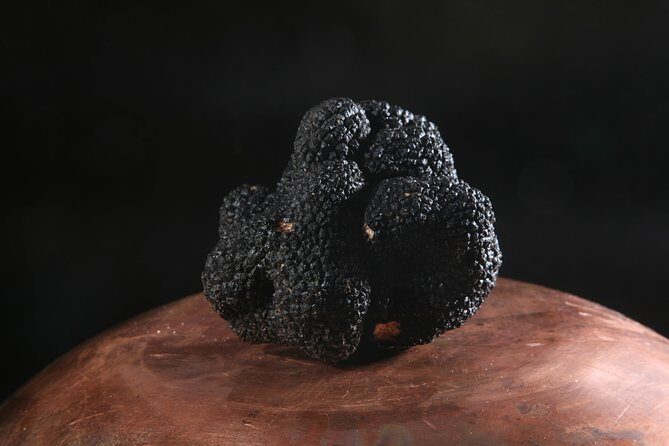 Mushroom or Truffle Hunting - Final Thoughts: Who Should Consider This Tour?