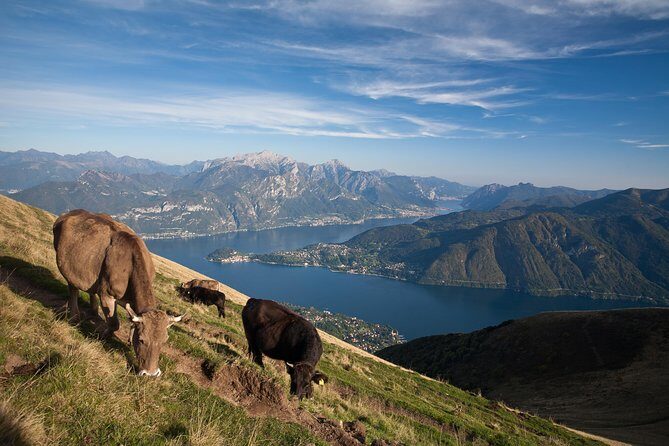 Mushroom or Truffle Hunting - FAQs