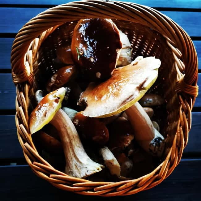 Mushroom picking in the forests near Riga - A Deep Dive Into the Latvian Mushroom Picking Tour