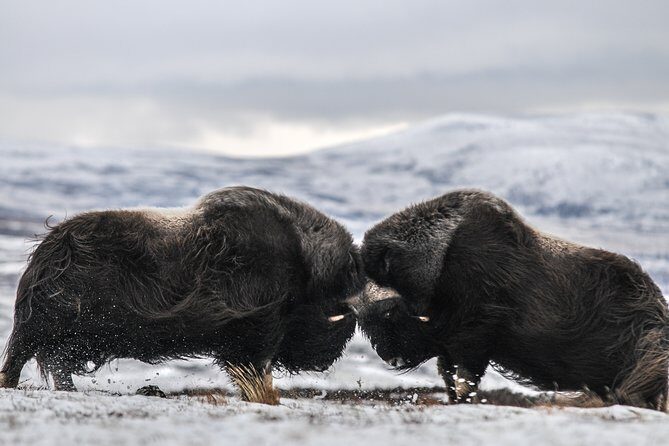 Musk ox Safari in Dovrefjell National Park from Oppdal - Key Points