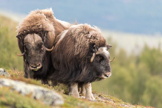 Musk ox Safari in Dovrefjell National Park from Oppdal - What to Expect from the Musk Ox Safari Experience