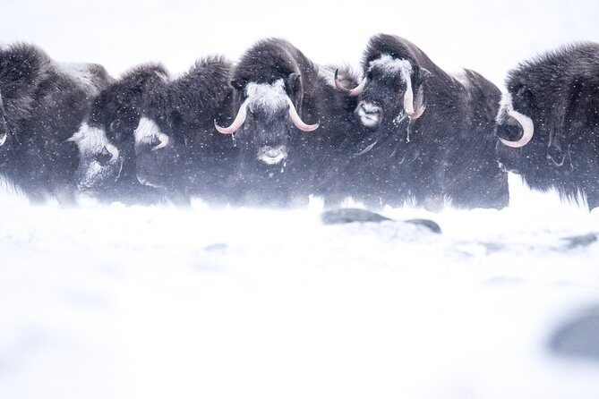 Musk ox Safari in Dovrefjell National Park from Oppdal - Who Is This Tour Best Suited For?