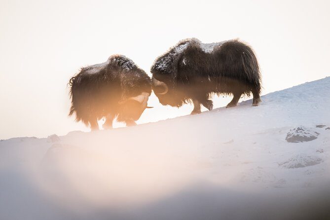Musk ox Safari in Dovrefjell National Park from Oppdal - The Sum Up