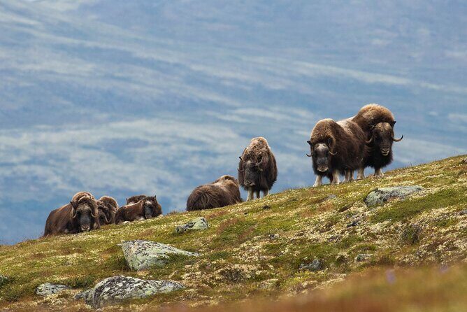 Muskox Safari from Hjerkinn | Dovre & Lesja Aktiv - Key Points