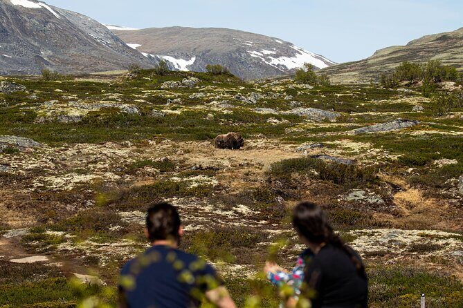 Muskox Safari from Hjerkinn | Dovre & Lesja Aktiv - FAQ: Your Practical Questions Answered