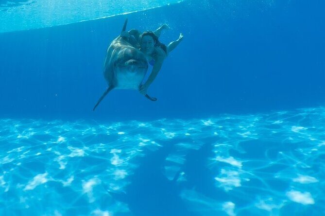 Must-DO The only and Unique Natural Space Dolphin Encounter Cabo - An In-Depth Look at the Experience