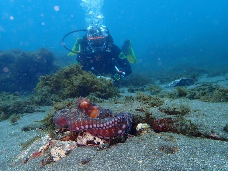 My First Scuba Dive into the Ocean from Terceira - Azores - Who Should Consider This Tour?