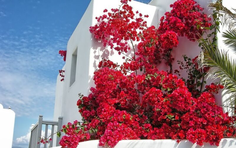 Mykonos: Delos and the city private walking tour - FAQs