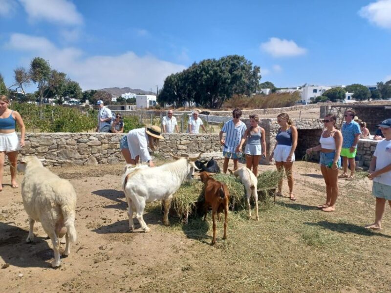 Mykonos Highlights Tour - Key Points