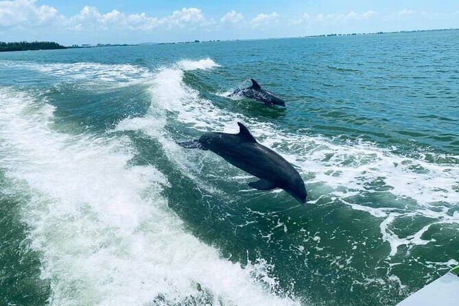 Myrtle Beach Dolphin Cruise - Myrtle Beach Dolphin Cruise: An Honest Look at This Waterway Adventure