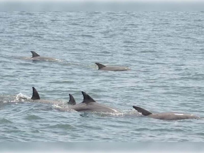 Myrtle Beach: Dolphin Cruise on the Sea Screamer - Key Points