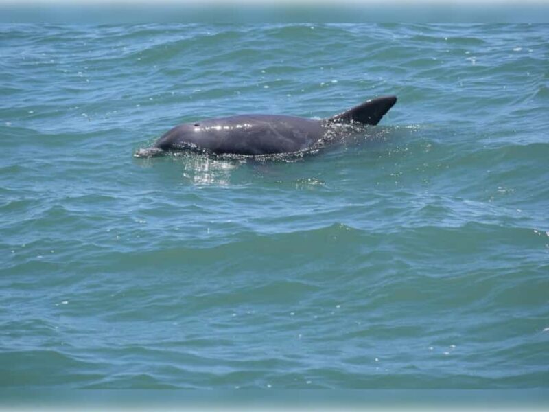 Myrtle Beach: Dolphin Cruise on the Sea Thunder - Final Thoughts