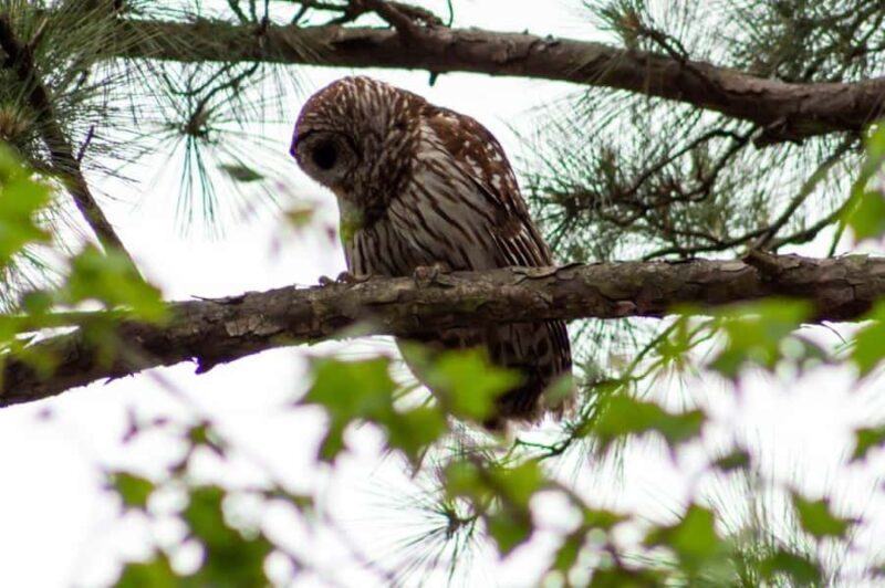 Myrtle Beach: Waccamaw River Pontoon Boat Tour - The Practical Details
