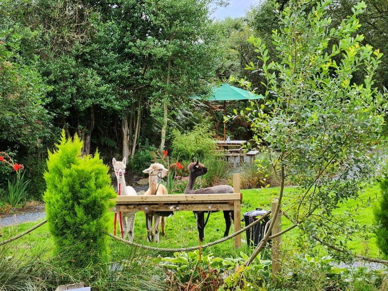 N. Ireland: Award Winning Guided Scenic Alpaca Trekking - Key Points