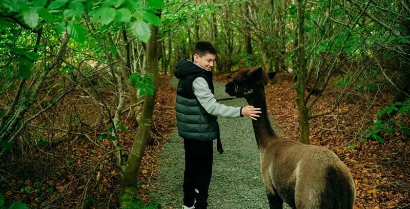 N. Ireland: Award Winning Guided Scenic Alpaca Trekking - The Itinerary in Detail