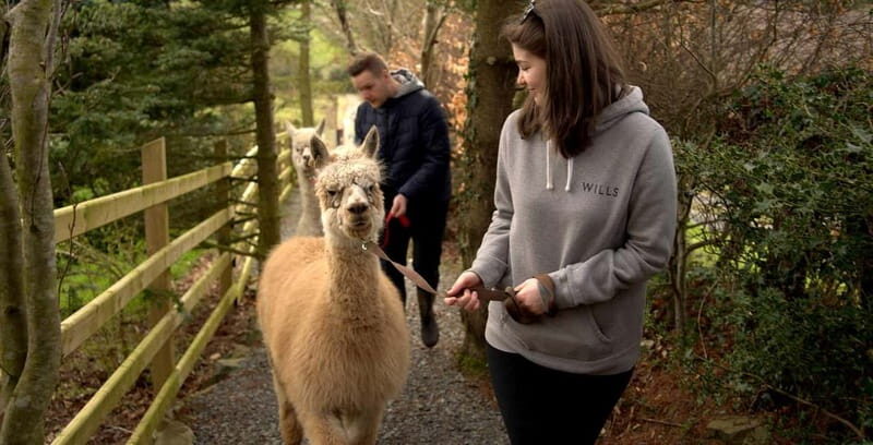 N. Ireland: Award Winning Guided Scenic Alpaca Trekking - Final Thoughts