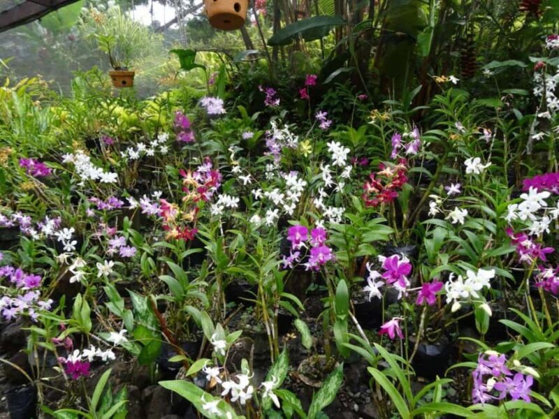 Nadi: Garden Village Hot Spring & Temple Highlights Tour - What to Expect from the Tour