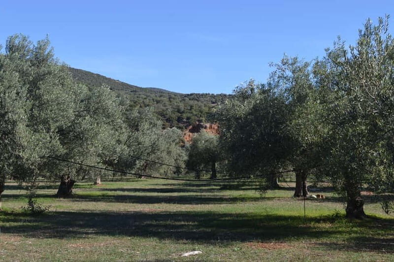 Nafplio: Olive Oil Estate Tour and Tasting - Key Points