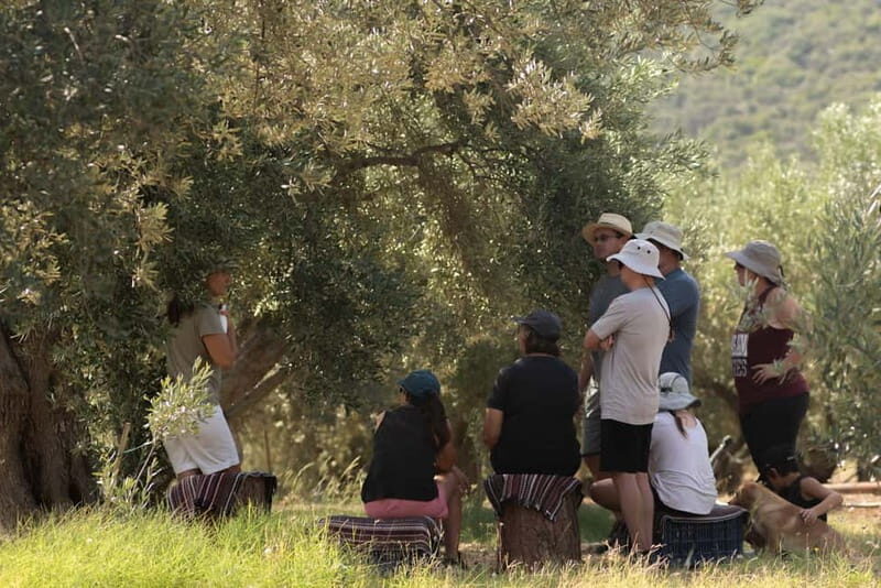 Nafplio: Olive Oil Estate Tour and Tasting - Detailed Breakdown of the Experience