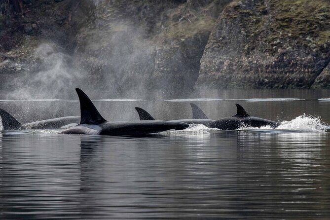 Nanaimo Private Whale Watching - Setting the Scene: What to Expect