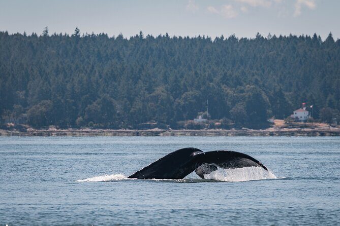 Nanaimo Whale Watching in a Semi-Covered Boat - Who Should Consider This Tour?