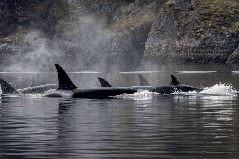 Nanaimo: Whale Watching Open Boat Tour - Key Points
