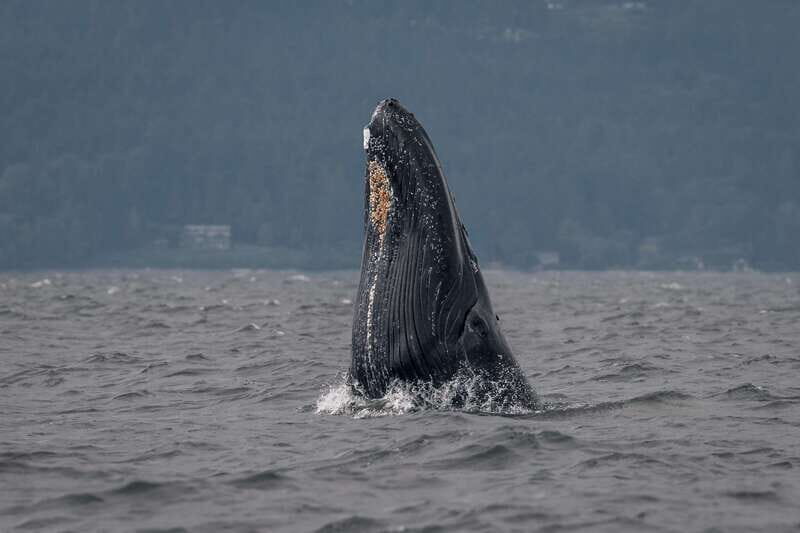 Nanaimo: Whale Watching Open Boat Tour - Real Travelers’ Opinions