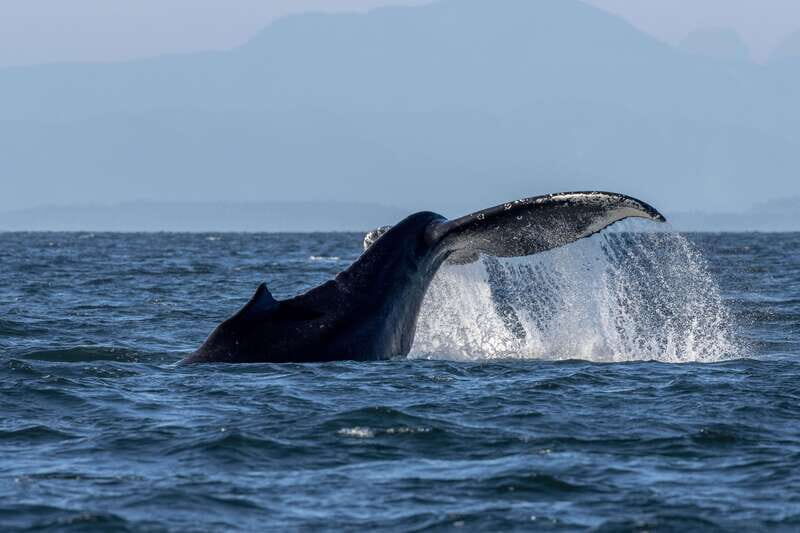 Nanaimo: Whale Watching Semi-Covered Boat Tour - The Practicalities: What’s Included & What Not