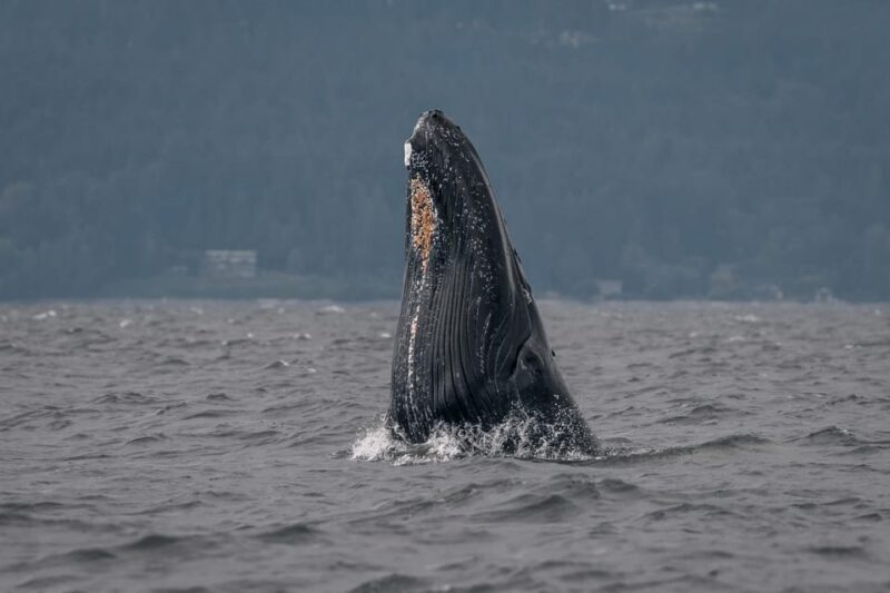 Nanaimo: Whale Watching Semi-Covered Boat Tour - Final Thoughts